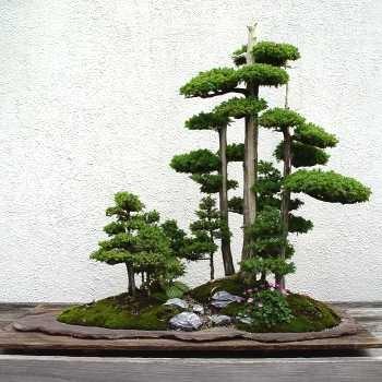 Bonsai, cây cảnh nghệ thuật, cay canh nghe thuat, cây thế, cay the, triển lãm cây cảnh nghệ thuật, trien lam cay canh nghe thuat